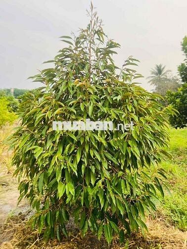 🌿 NHÀ VƯỜN MẶT TIỀN ĐT795 – VÀO Ở NGAY, CÓ TRÁI ĂN QUANH NĂM 🌿