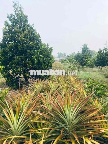 🌿 NHÀ VƯỜN MẶT TIỀN ĐT795 – VÀO Ở NGAY, CÓ TRÁI ĂN QUANH NĂM 🌿