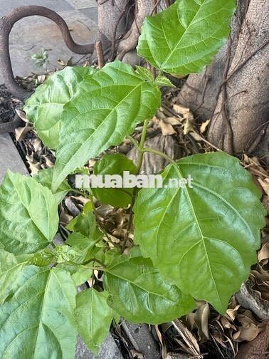 🔥 CHO THUÊ MẶT BẰNG ĐẸP PHÚ THUẬN, Q7 🔥