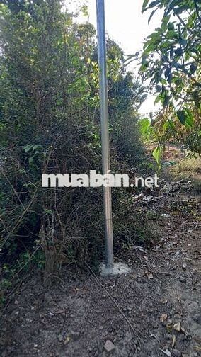 Bán hơn 6000 m đất trồng . oto và trụ điện lên tận đất giá chỉ 1 tỉ 3