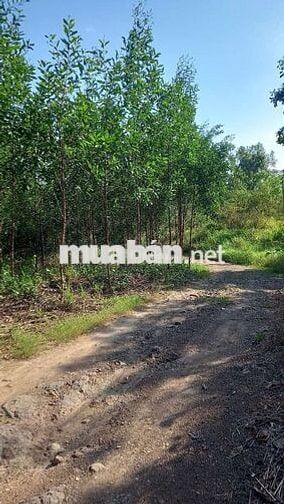 Bán hơn 6000 m đất trồng . oto và trụ điện lên tận đất giá chỉ 1 tỉ 3