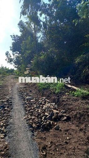Bán hơn 6000 m đất trồng . oto và trụ điện lên tận đất giá chỉ 1 tỉ 3