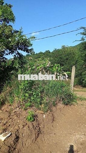 Bán hơn 6000 m đất trồng . oto và trụ điện lên tận đất giá chỉ 1 tỉ 3