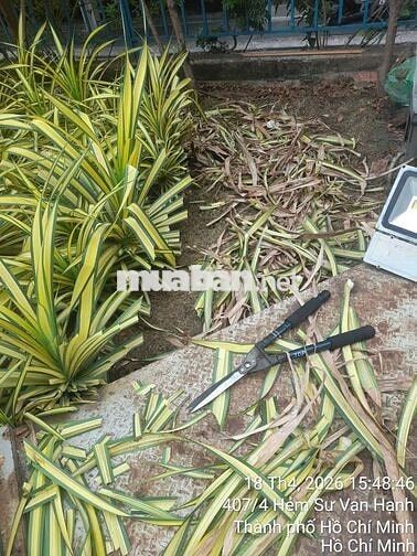 Tuyển nhân viên chăm sóc cây cảnh