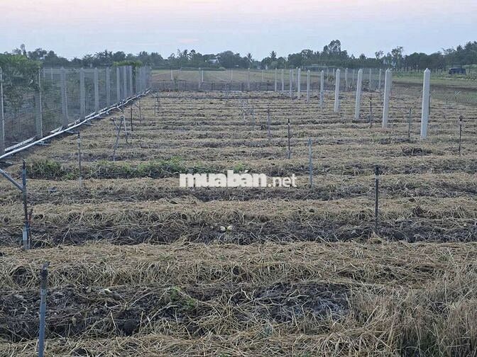 Đất gần biển, 8x50 (200 thổ), đường ôtô 