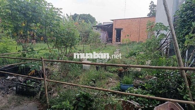 🏡 BÁN ĐẤT THỔ CƯ 97m² – TRẢNG BÀNG, TÂY NINH 🏡