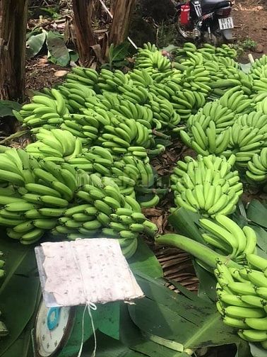 Cần tiền kinh doanh bán gấp đừờng nhựa 