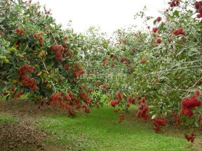 Cần tiền kinh doanh bán gấp đừờng nhựa 