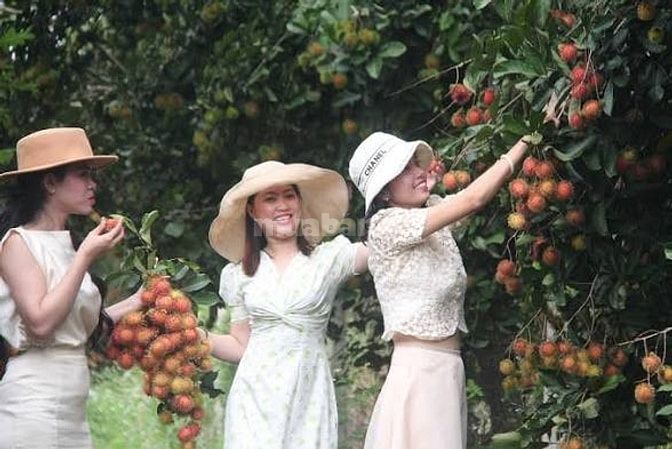 Cần tiền kinh doanh bán gấp đừờng nhựa 