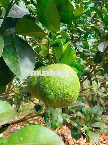 Chị gái chuyển về quê sinh sống gửi bán căn nhà vườn cây. DT: hơn 500m