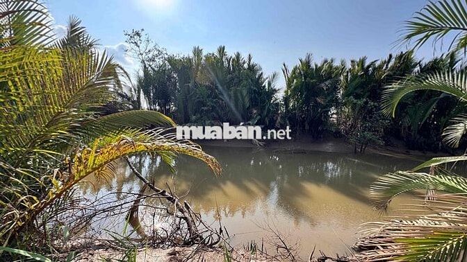 Đất Mặt Tiền Đường Huyện 85C Nhựa view Nhà Vườn Miền Tây