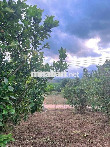 Đất thổ cư Khánh Phú - Khánh Vĩnh - Khánh Hoà