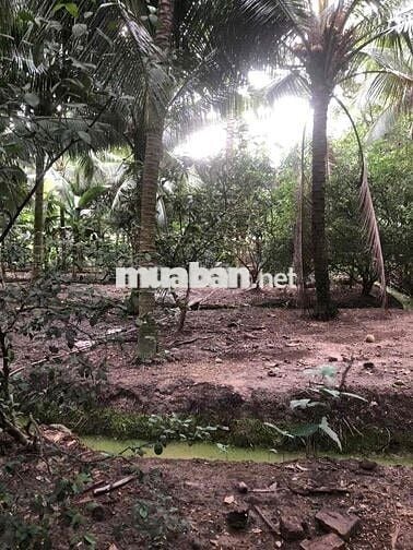 Đất vườn Chánh Nghĩa nhánh Bùi Quốc Khánh có 2lối 4.500m2