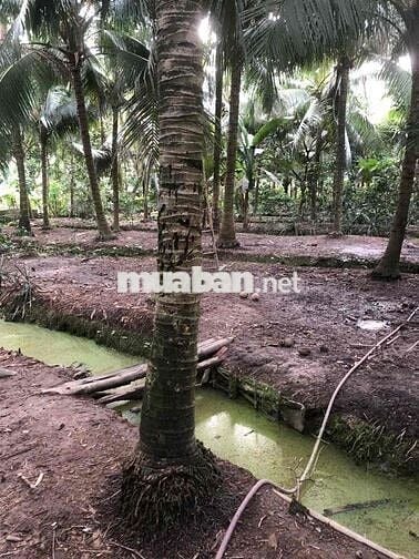 Đất vườn Chánh Nghĩa nhánh Bùi Quốc Khánh có 2lối 4.500m2