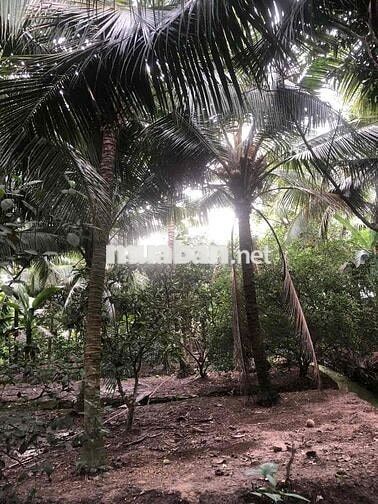 Đất vườn Chánh Nghĩa nhánh Bùi Quốc Khánh có 2lối 4.500m2