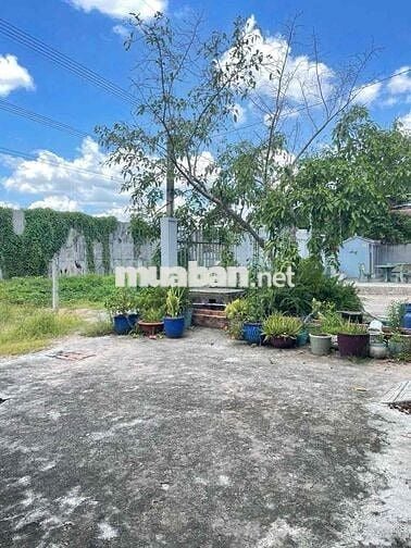 Bán đất tặng nhà cấp 4cũ. 267m2 đường cụt 3m. sát hông Đại Nam