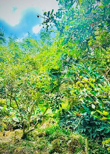 Bán gấp đất vườn xã Thanh Tuyền, Bình Dương