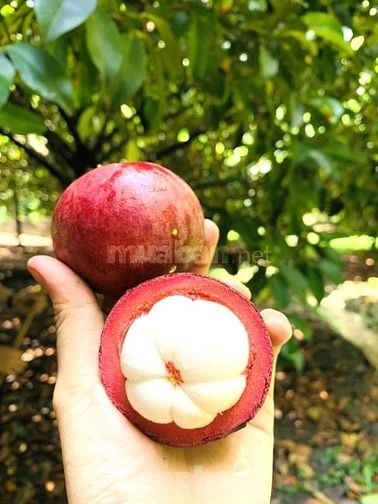 Bán gấp đất vườn xã Thanh Tuyền, Bình Dương