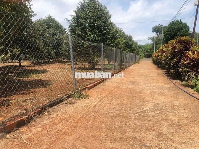 Vuờn trái cây Long Phước-TP Bà Rịa - 80 thổ 2tỷ8 dân cư đông-900m2