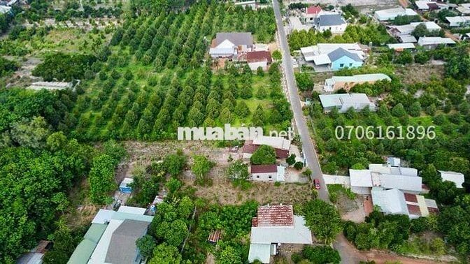 ANH HAI CẦN TIỀN BÁN GẤP MẢNH ĐẤT VƯỜN SẦU RIÊNG GIÁ RẺ