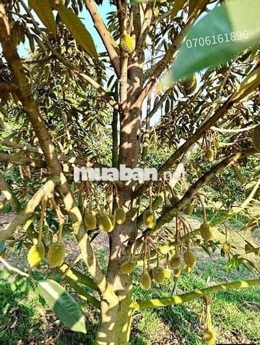 ANH HAI CẦN TIỀN BÁN GẤP MẢNH ĐẤT VƯỜN SẦU RIÊNG GIÁ RẺ