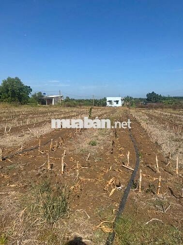 Nắm chủ 11 sào - Châu Đức -Bà Rịa -6,6 tỷ 11 sào   Hai mặt tiền nhựa