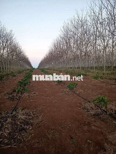 đất liên kết sau nhà máy chánh thu đường tránh buôn hồ