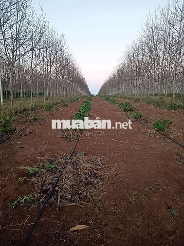 đất liên kết sau nhà máy chánh thu đường tránh buôn hồ