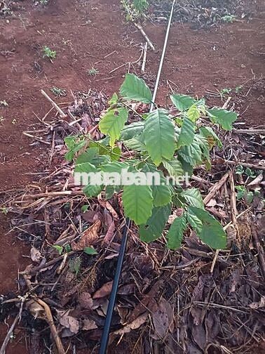 đất liên kết sau nhà máy chánh thu đường tránh buôn hồ