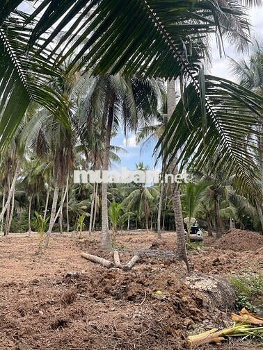 435 triệu sở hữu 710m² gần phà Bình Ninh – đầu tư hay ở đều hợp