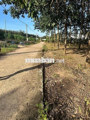 CẦN BÁN GẤP _ĐẤT CHÍNH CHỦ GẦN TRUNG TÂM HÀNH CHÍNH PHÚ RIỀNG