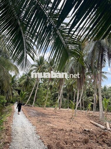 435 triệu sở hữu 710m² gần phà Bình Ninh – đầu tư hay ở đều hợp