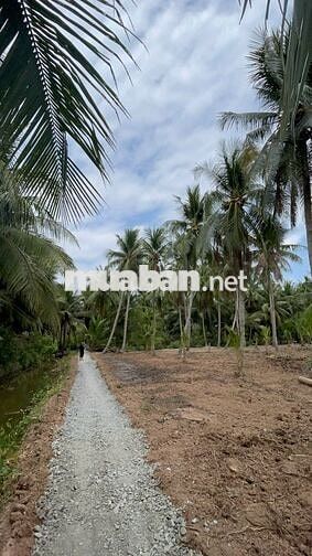 435 triệu sở hữu 710m² gần phà Bình Ninh – đầu tư hay ở đều hợp