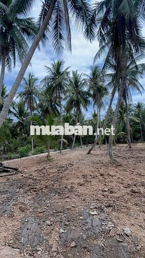435 triệu sở hữu 710m² gần phà Bình Ninh – đầu tư hay ở đều hợp