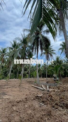 435 triệu sở hữu 710m² gần phà Bình Ninh – đầu tư hay ở đều hợp