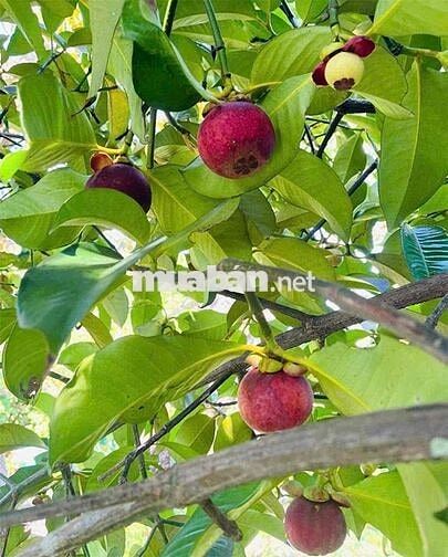 CHỦ NGỘP NGÂN HÀNG BÁN 1 SÀO TRÁI CÂY NGAY UỶ BAN PHƯỜNG BÌNH LỘC