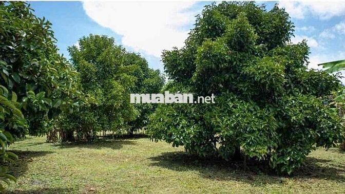CHỦ NGỘP NGÂN HÀNG BÁN 1 SÀO TRÁI CÂY NGAY UỶ BAN PHƯỜNG BÌNH LỘC