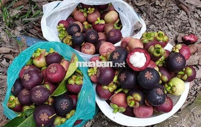 CHỦ NGỘP NGÂN HÀNG BÁN 1 SÀO TRÁI CÂY NGAY UỶ BAN PHƯỜNG BÌNH LỘC