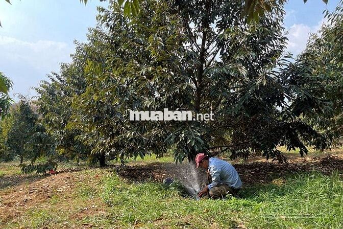 Bán đất sào xã Bình giã, TP. HCM sẵn Sầu Riêng & Cà Phê