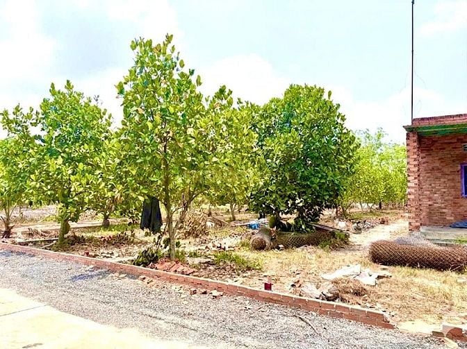 Bán vườn mít 683m2 có nhà cấp 4 giá 450triệu.