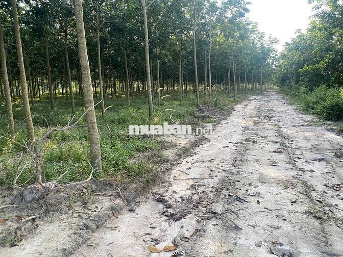 đất xào 5000m2, sẵn suối chảy, ngay kcn sikico chơn thành, bình phước
