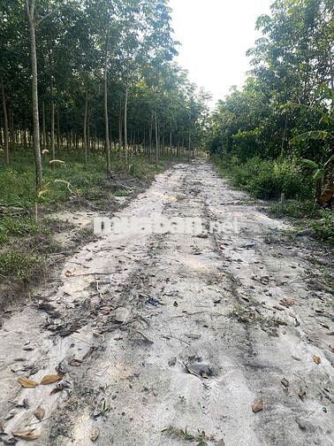 đất xào 5000m2, sẵn suối chảy, ngay kcn sikico chơn thành, bình phước