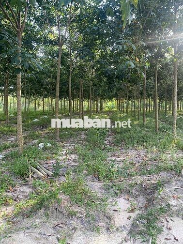 đất xào 5000m2, sẵn suối chảy, ngay kcn sikico chơn thành, bình phước