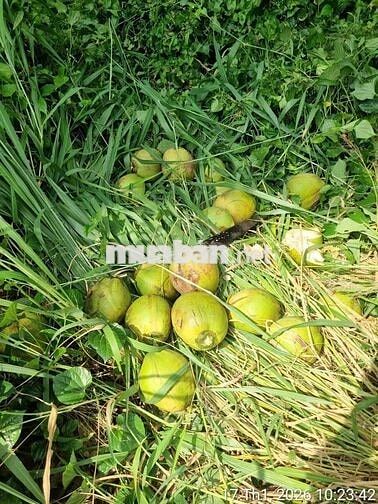 BÁN LÔ ĐẤT VƯON AN SƠN 01 174M2 NGANG 10M DÀI 17,4M2 CÓ 50M2 THỔ CƯ