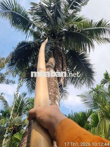 BÁN LÔ ĐẤT VƯON AN SƠN 01 174M2 NGANG 10M DÀI 17,4M2 CÓ 50M2 THỔ CƯ