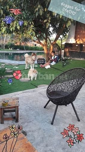 CHO THUÊ VILLA SÂN VƯỜN 1000M2, GẦN VẠN PHÚC CITY, 6 PN+ HỒ BƠI, 80TR