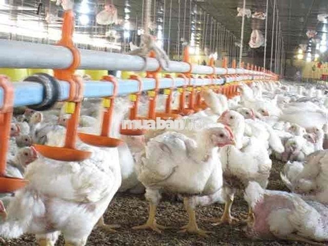 Tuyển người nuôi Gà Trang Trại Lạnh