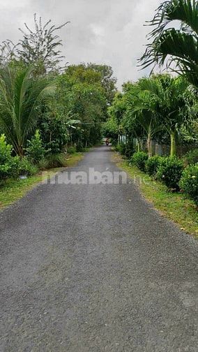 Bán Đất 806m2 Xã Phú Hựu Tỉnh Đồng Tháp 