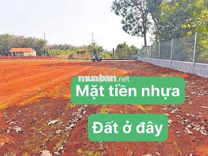 ac cần 500 m2 mặt tiền nhựa Làm vườn đất đỏ Tp Bà Rịa lấy e này 1tỷ280