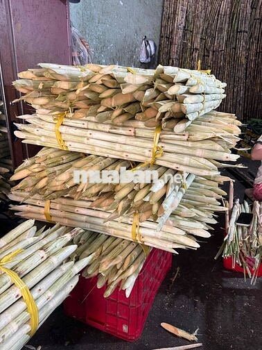 Tuyển thợ phụ Vựa mía Tân Bình TpHCM